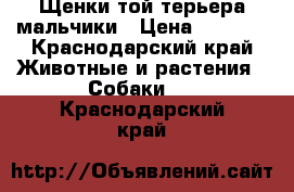 Щенки той-терьера мальчики › Цена ­ 3 000 - Краснодарский край Животные и растения » Собаки   . Краснодарский край